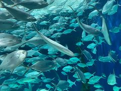 -上海海洋水族馆