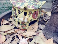 -四喜小胖·北京涮肉(五道营店)
