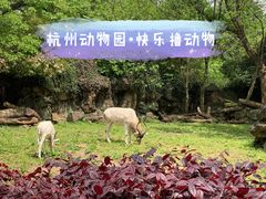 -杭州动物园