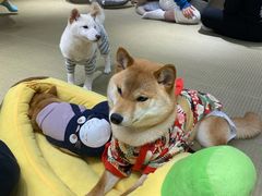 -逗柴咖啡屋·狗咖猫咖宠物桌游