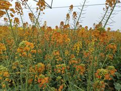 -中国天府农业博览园