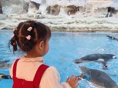 -帝企鹅自助餐厅•儿童岛•真企鹅(长隆企鹅酒店)