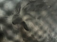 -宠福鑫动物医院(城北分院)