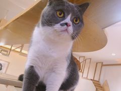 -滚猫咖啡·猫咖·猫友好撸猫(未来城店)
