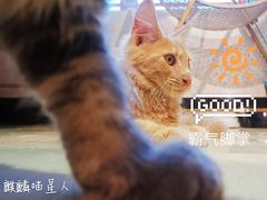 -70cat德文卷毛猫·缅因猫纯种猫舍