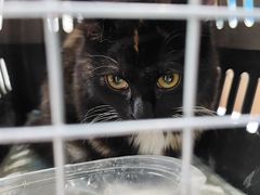 -心仪动物医院·牙专科·肿瘤·心脏科(西客站院)