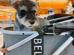 -宠爱国际动物医院· 猫科· 外科·中兽医(长白店)