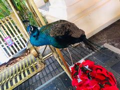 -西双版纳融创皇冠假日度假酒店