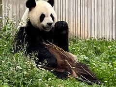 -卧龙中华大熊猫苑神树坪基地