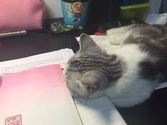 -lincat·猫舍(广州店)