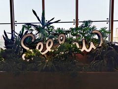 -Seesaw Coffee(朝阳大悦城店)