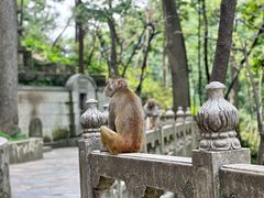 -黔灵山公园