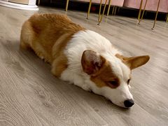 -浣熊柯尔鸭土拨鼠·电玩咖
