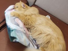-MOCHA明星猫咖(田子坊店)