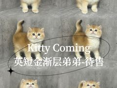 -小猫来了·猫舍(红山六九七九店)