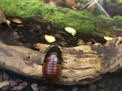 -上海大自然野生昆虫馆(东方明珠·爬宠昆虫探索中心)