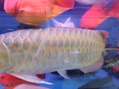 -三旗百汇商品城