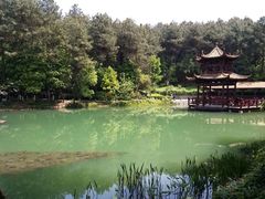 -铁山坪森林公园