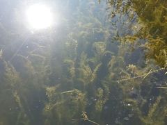 android_upload_pic-溱湖国家湿地公园