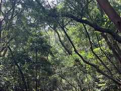 -梧桐山风景名胜区