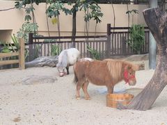 -熊猫自助餐厅.萌趣城堡(长隆熊猫酒店)