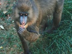 -西霞口神雕山野生动物世界