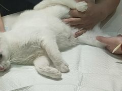 -恒幸动物医院·急重症转诊中心·神经内外科·CT核磁
