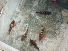 -鑫艋游艇海钓俱乐部