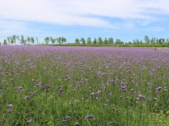 -洪湖湿地生态园