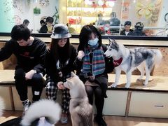 -Husky Go! 哈士奇体验馆·宠物咖啡厅狗咖