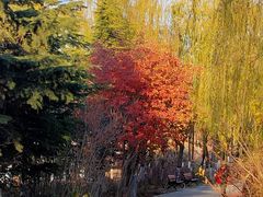 -大兴滨河森林公园