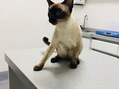 -达爱动物医院·犬猫分区·CT·复杂眼科(远洋山水分院)