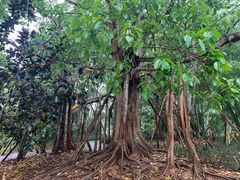 -中国科学院西双版纳热带植物园