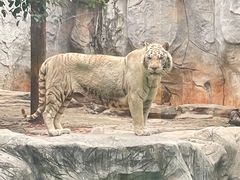 -灵玲国际马戏城
