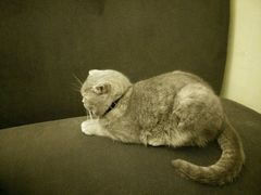 android_upload_pic-猫色咖啡·猫咖