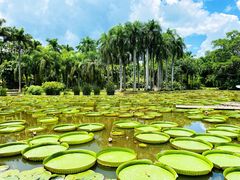 -中国科学院西双版纳热带植物园