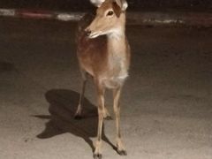 -清迈夜间动物园