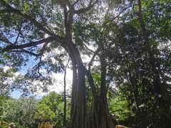 -瑞丽独树成林风景区