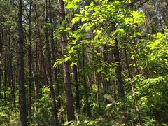 -帽儿山国家森林公园