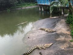 -广州长隆飞鸟乐园