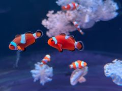 -欢乐海岸海洋奇梦馆