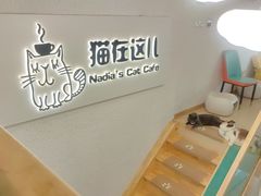 -猫在这儿猫咪咖啡馆·撸猫馆