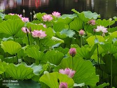-荔湾湖公园
