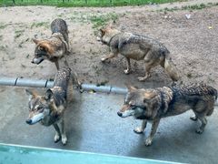 -北京野生动物园