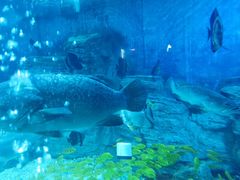 -烟台海昌鲸鲨海洋公园