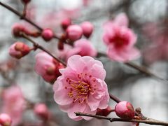 -洛阳市隋唐城遗址植物园