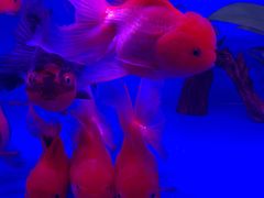 -华声天桥民俗文化园