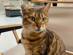 -Heymao猫咖.咖啡厅(东门店)