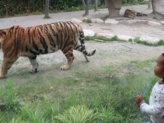-野生动物园-停车场