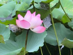 -荔湾湖公园